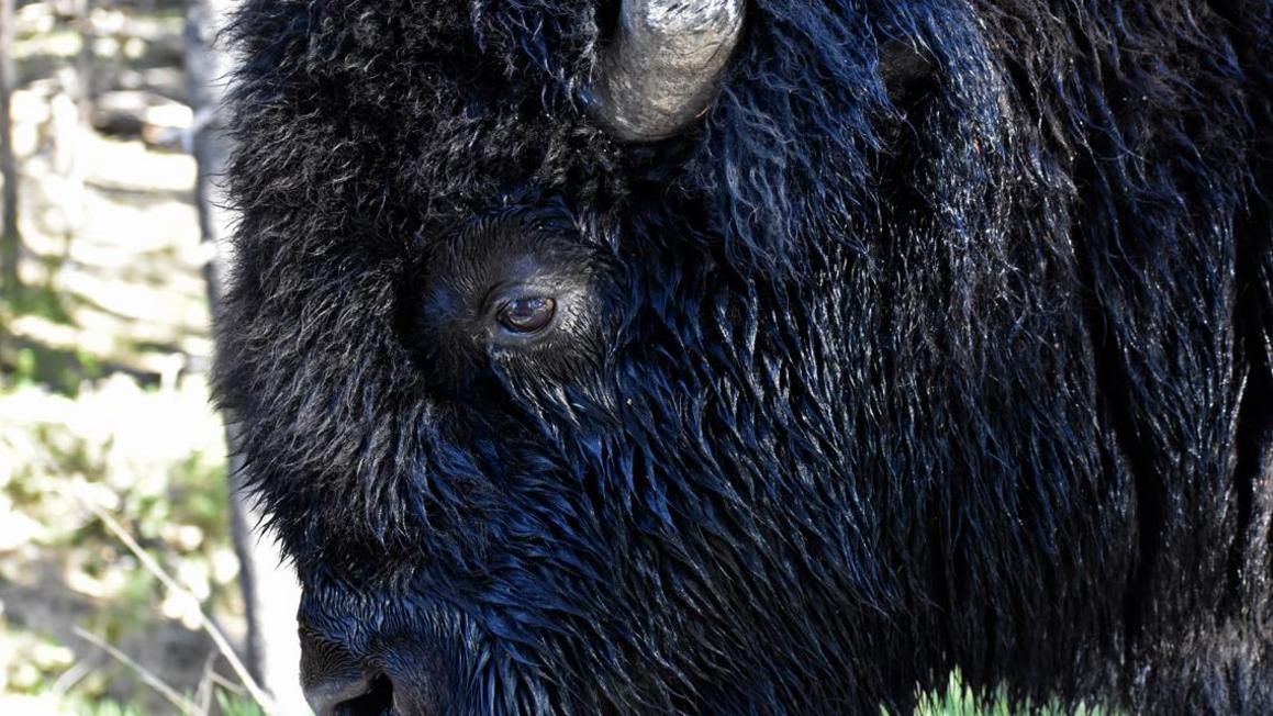 Du khách Florida bị bò rừng húc trọng thương tại Yellowstone