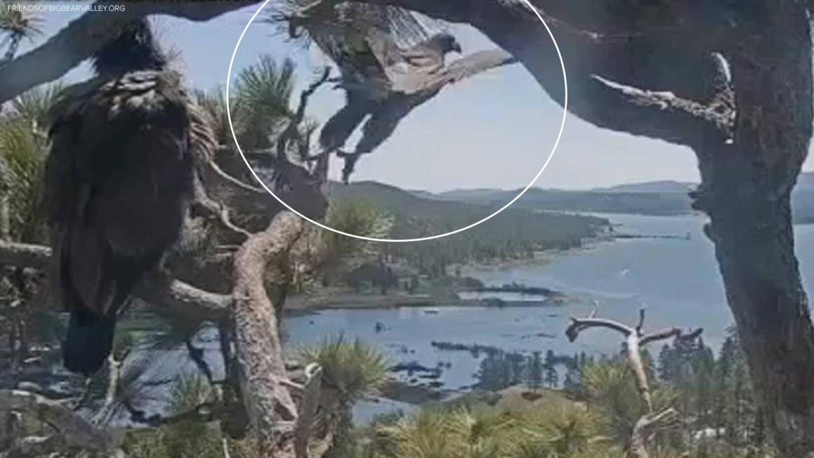 16635113 first eaglet flies away TN img