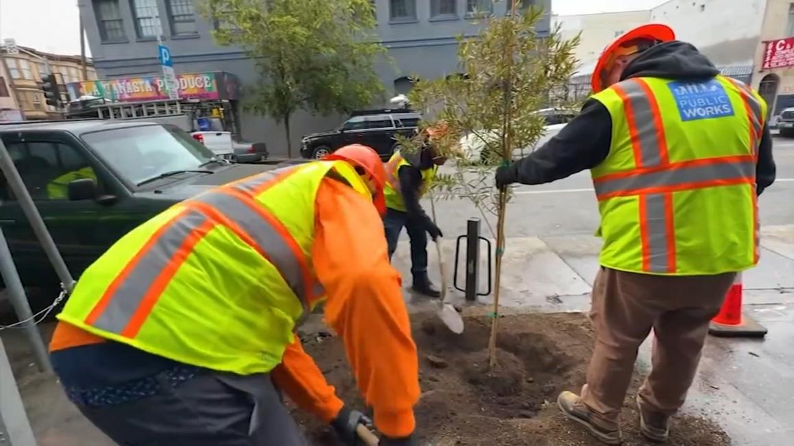 Ngắm nhìn Kế hoạch Rừng Đô thị của San Francisco: Trồng 3.500 Cây Xanh trong 5 Năm