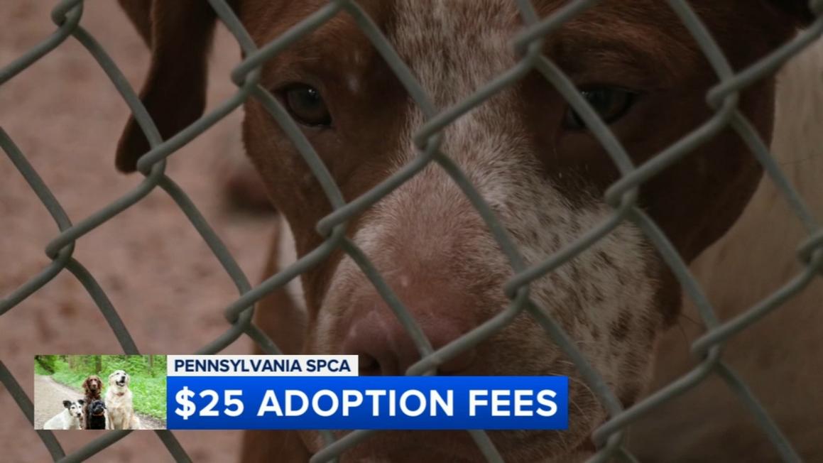 SPCA Philadelphia lâm vào ‘khủng hoảng không gian’ sau đợt tiếp nhận khẩn cấp