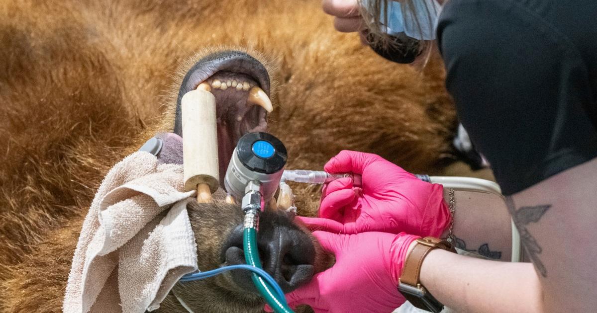 Gấu nâu Alaska được gắn “vương miện” kim loại khổng lồ cho răng