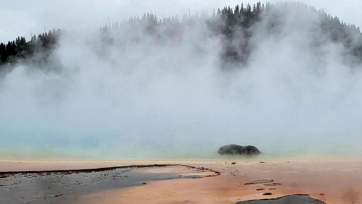 Bò rừng châu Mỹ chết thảm sau khi rơi xuống suối nước nóng ở Yellowstone
