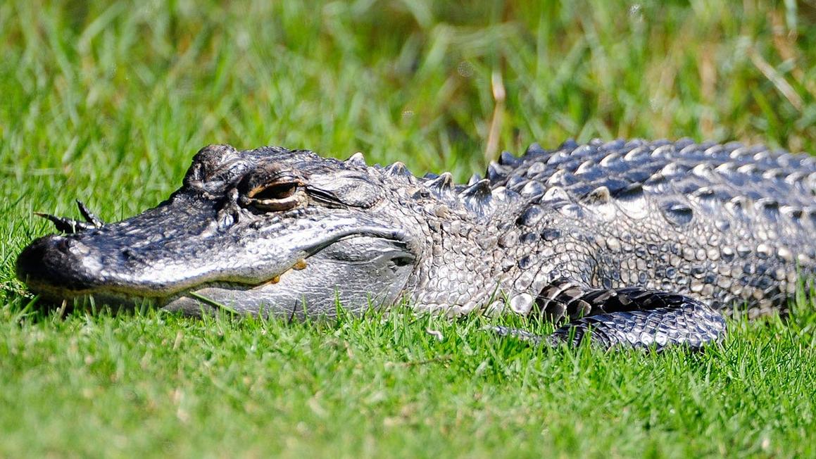 Cá sấu tấn công người phụ nữ khi đang chèo thuyền ở Florida, chính quyền khuyến cáo du khách cẩn trọng