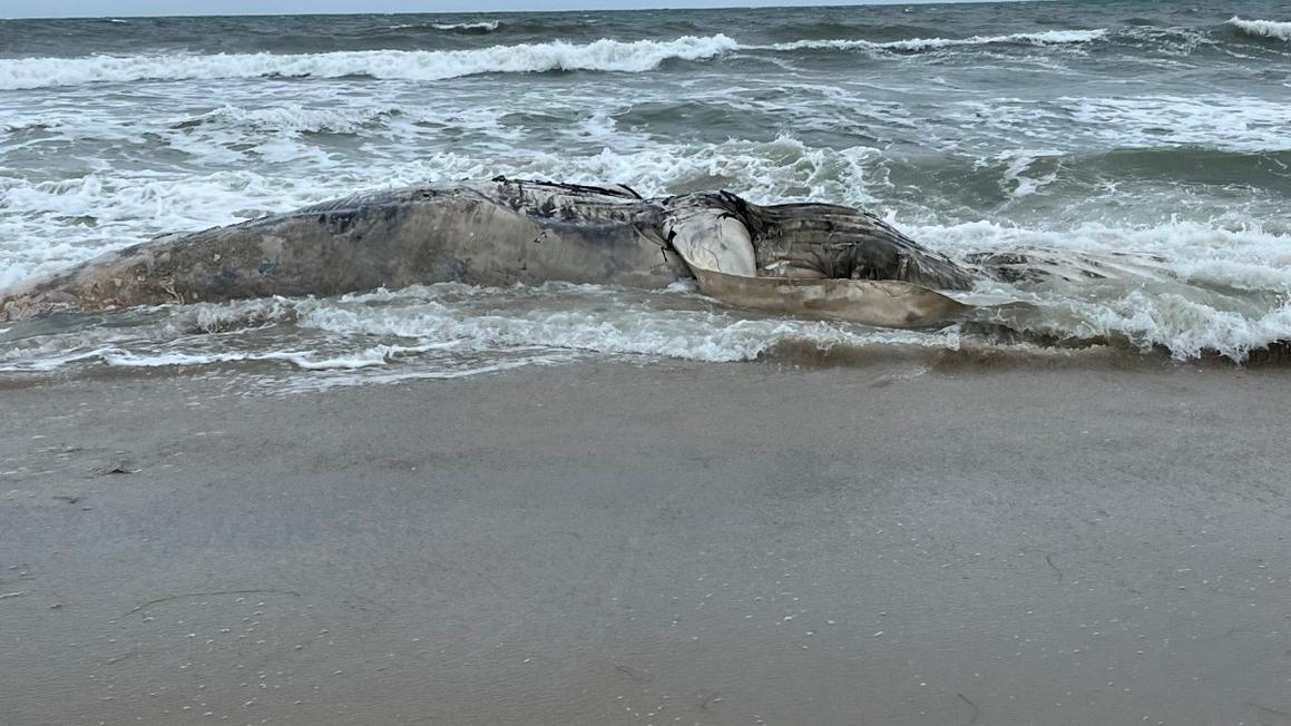 Cá voi lưng gù mắc cạn trên bãi biển Quận Ocean, New Jersey