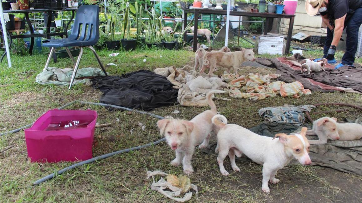Houston SPCA: Giải cứu 82 con vật trong hai vụ ngược đãi động vật gây sốc chỉ trong 24 giờ