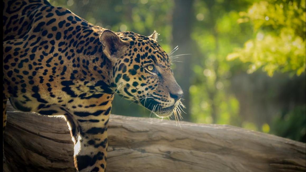 Jaguar của Sở Thú Houston đối mặt hành trình phục hồi dài