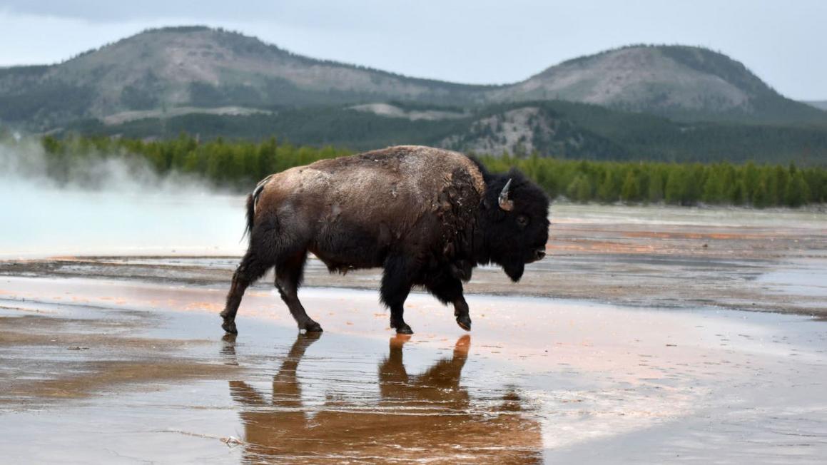 Bò rừng chết vì nước nóng ở suối nước nóng Yellowstone
