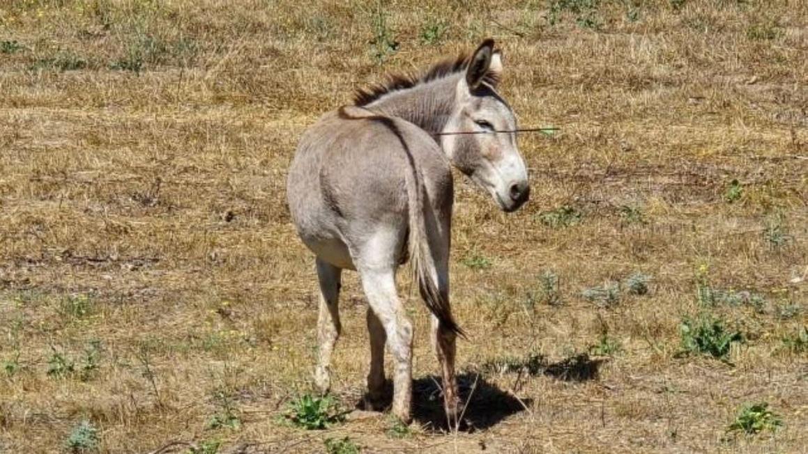 injured donkey