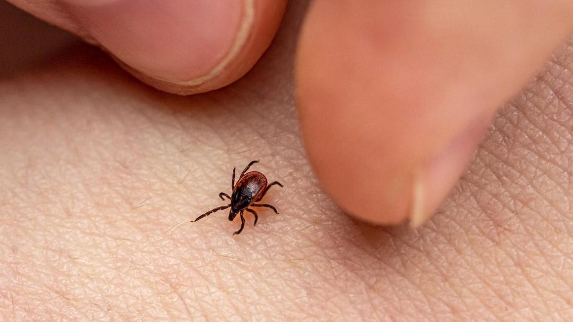 Bị Bọ Chét Cắn? Đây là Những Điều Cần Biết về Bệnh Lyme và Các Bước Tiếp Theo