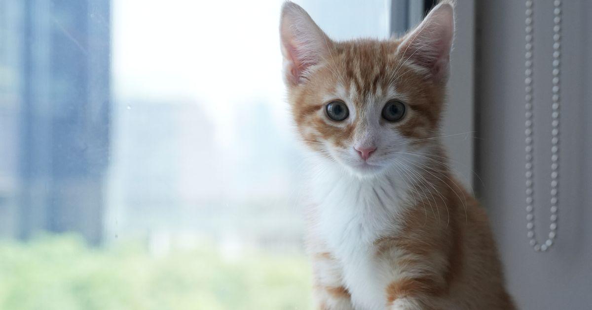 Chào mừng Mùa Mèo Con: Các trại cứu hộ cần bạn giúp đỡ hơn bao giờ hết