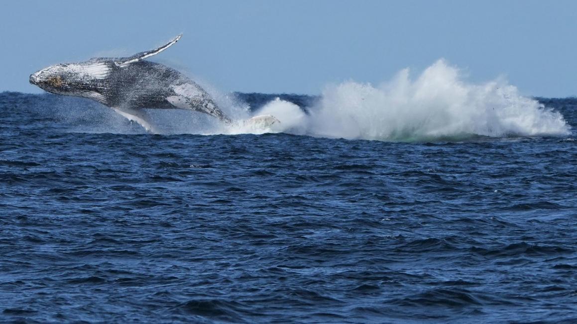 Cá Voi Vượt Ẩu Giao Thông Trên Cao Tốc Humpback ở Úc