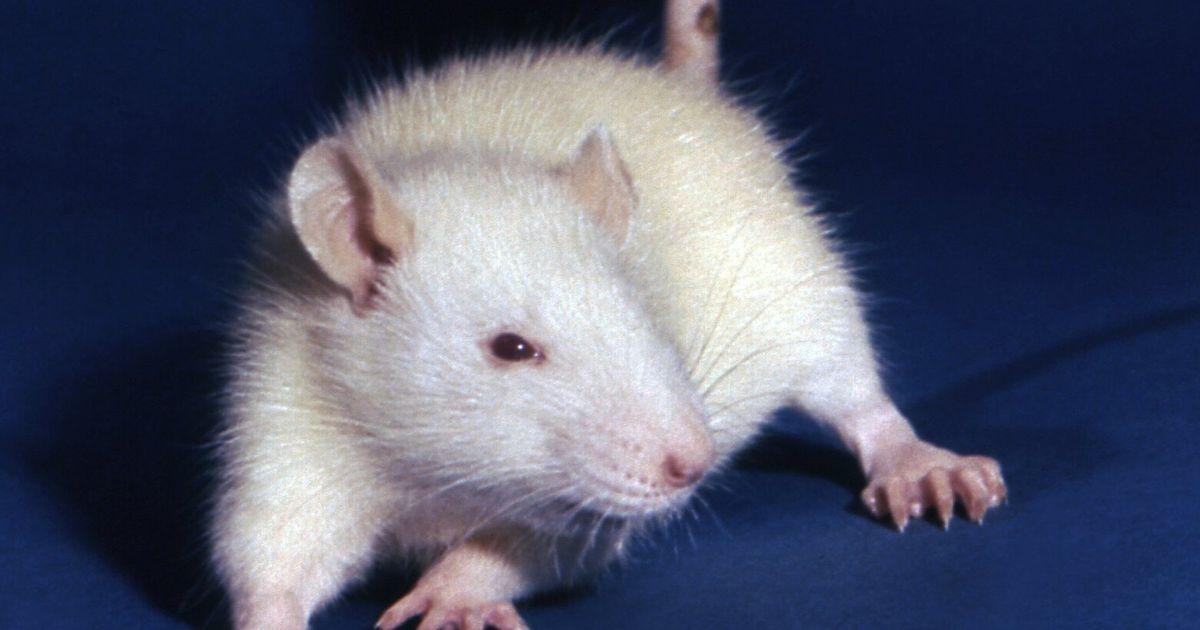 Cơ quan Bảo vệ Môi trường Mỹ cho nhân viên nhận nuôi chuột thí nghiệm