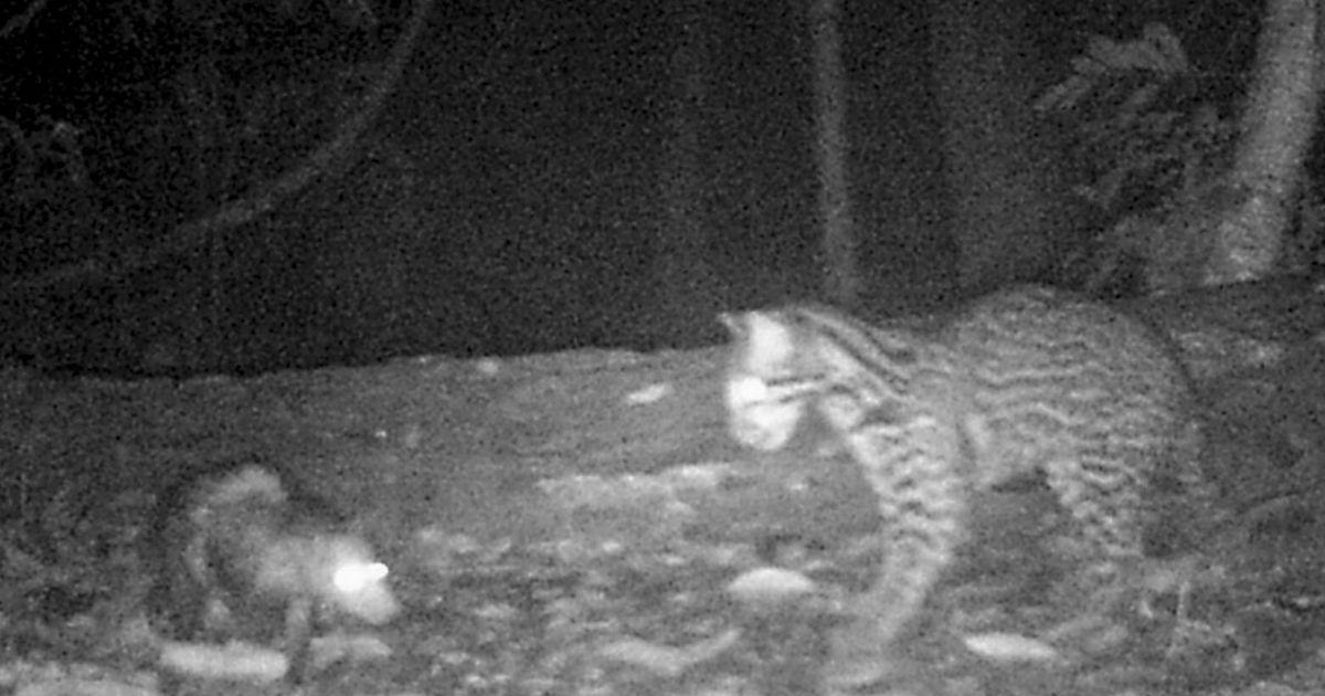 07162025 ocelot71625 tzr tzr 064016