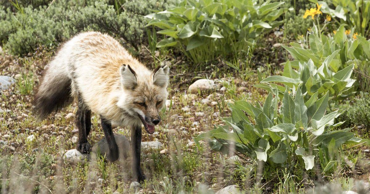 07172025 fox tzr tzr 191835