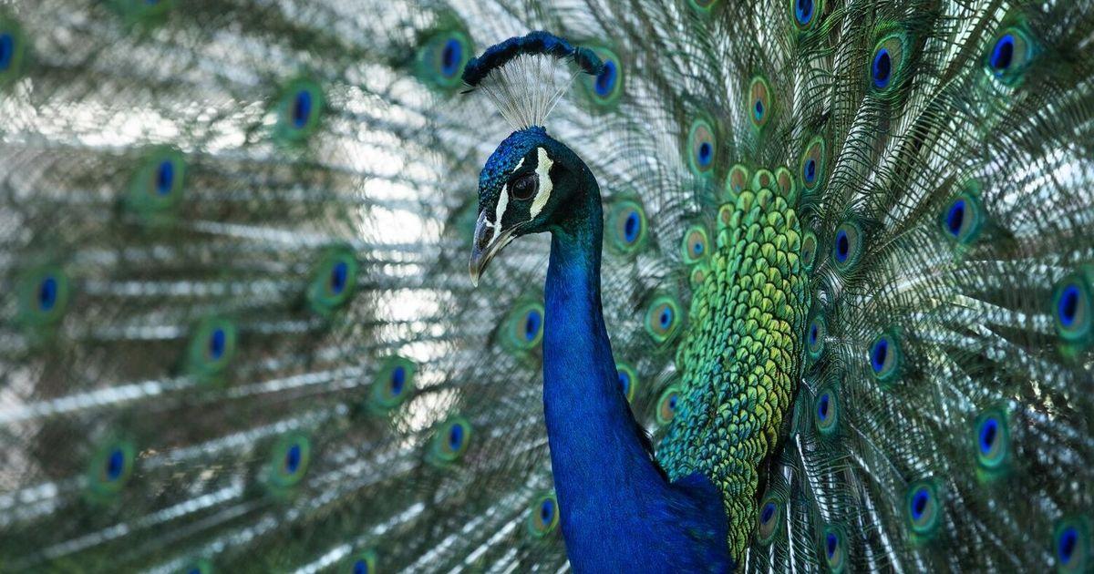 07222025 peacock72225 tzr tzr 110512