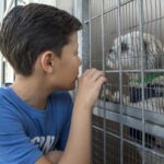 Hội đồng Thành phố Los Angeles phê duyệt tăng phí phiếu triệt sản chó mèo, loại trừ thỏ