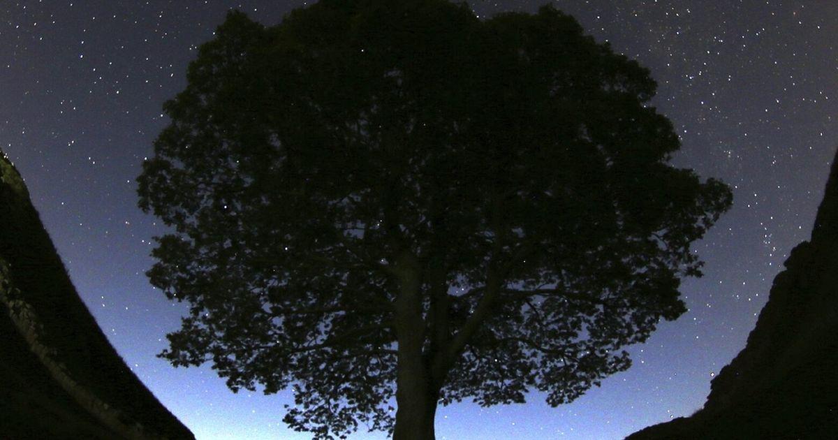 09272024 tree tzr 053630