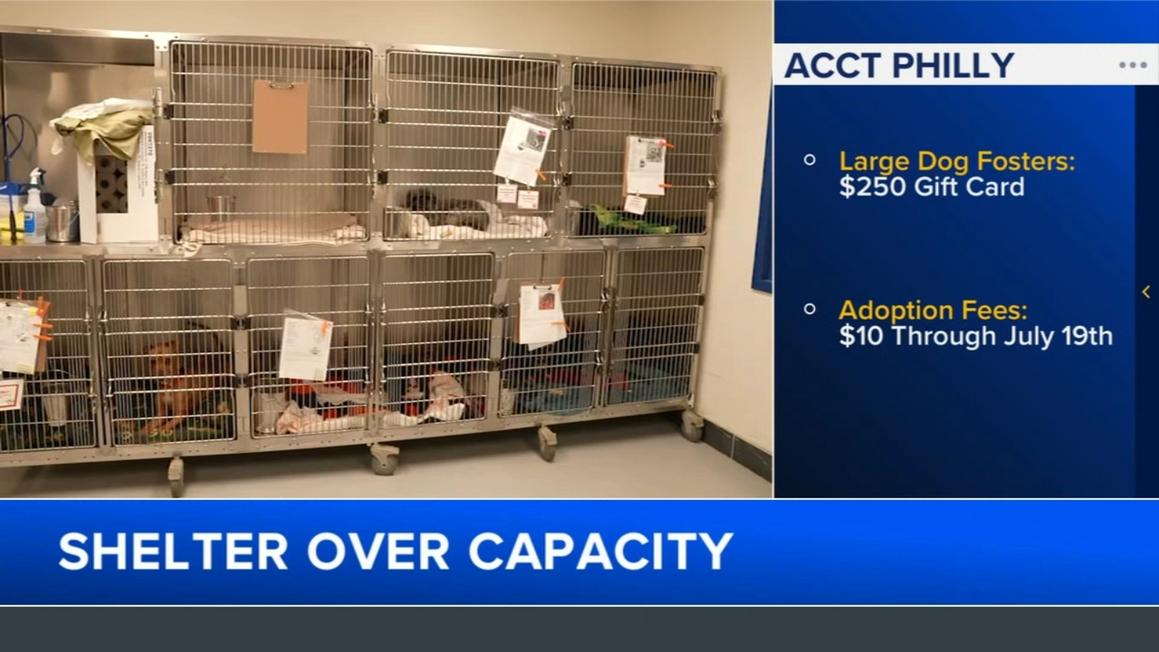 ACCT Philly quá tải, khuyến khích nhận nuôi thú cưng