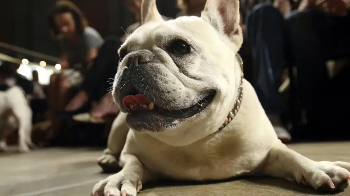 PETA kiện CLB chó giống Mỹ vì tiêu chuẩn chó Bulldog Pháp