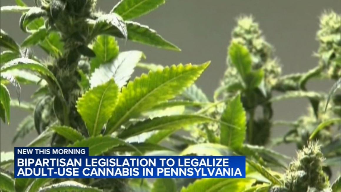 17068867 071125 wpvi pa marijuana 530a vo video vid