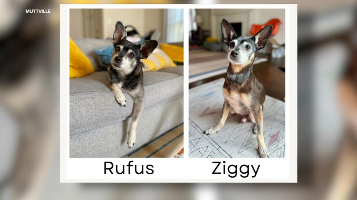 17087784 071125 kgo dog life 5 img 1