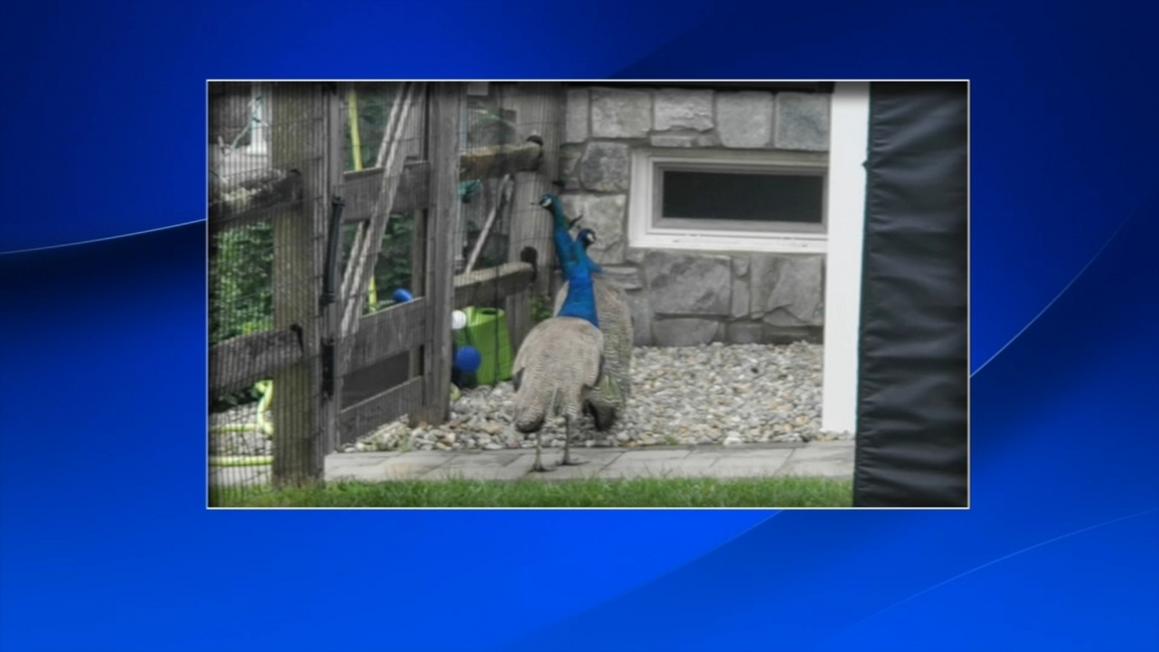 17136180 071525 wpvi loose peacocks 430pm video vid