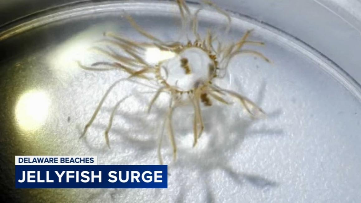 17225258 072125 wpvi delaware jellyfish surge 6a vo video vid