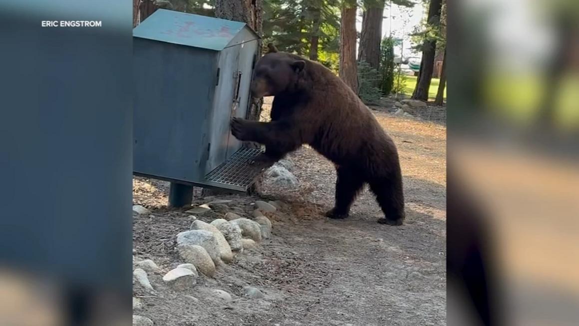 17226820 072125 kgo dangerous bear img