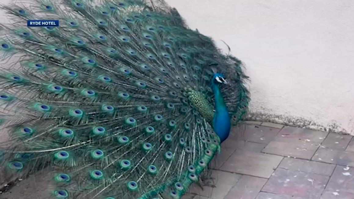 17276410 072425 kgo missing peacocks img