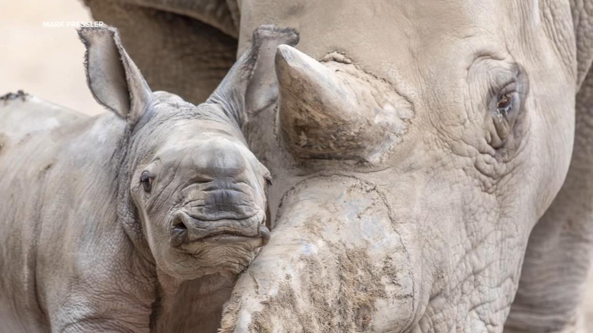17278666 072425 kgo ozzy rhino img