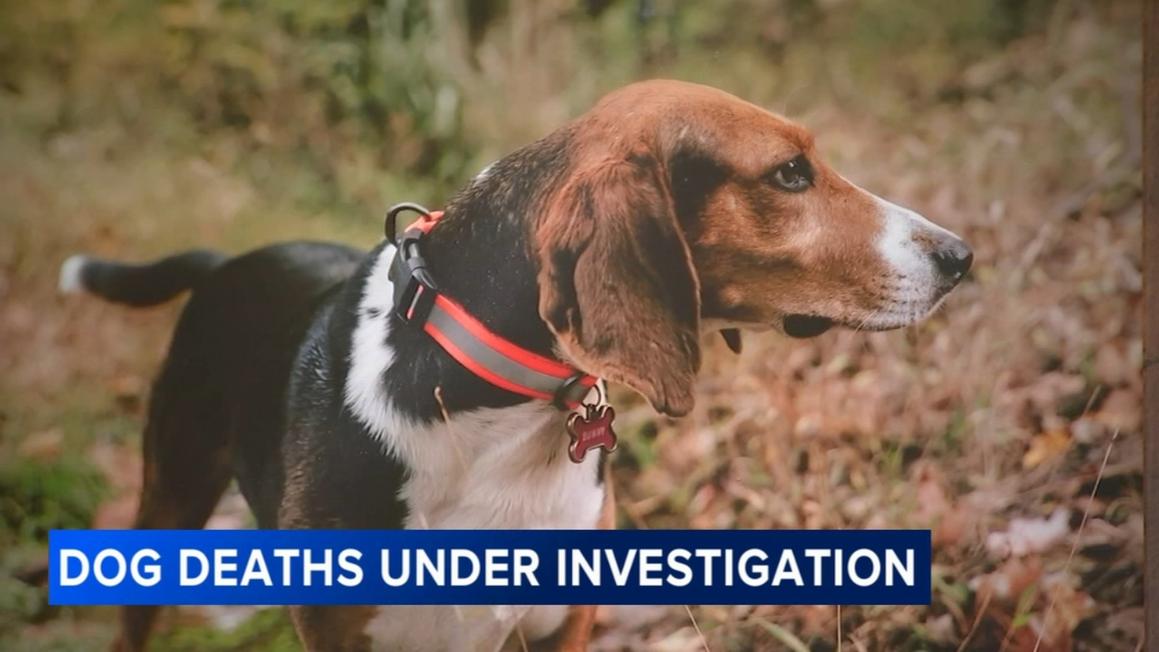17296604 072525 wpvi dog deaths bucks county 6pm CC vid