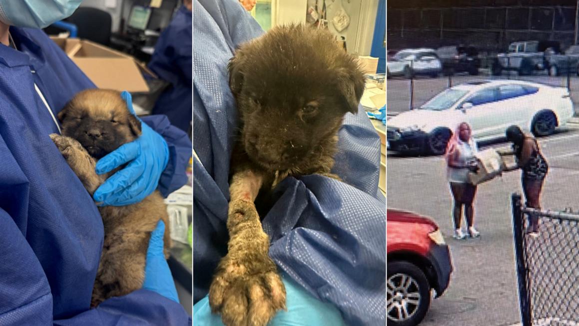 17298372 072525 wpvi pspca dogs dumped img