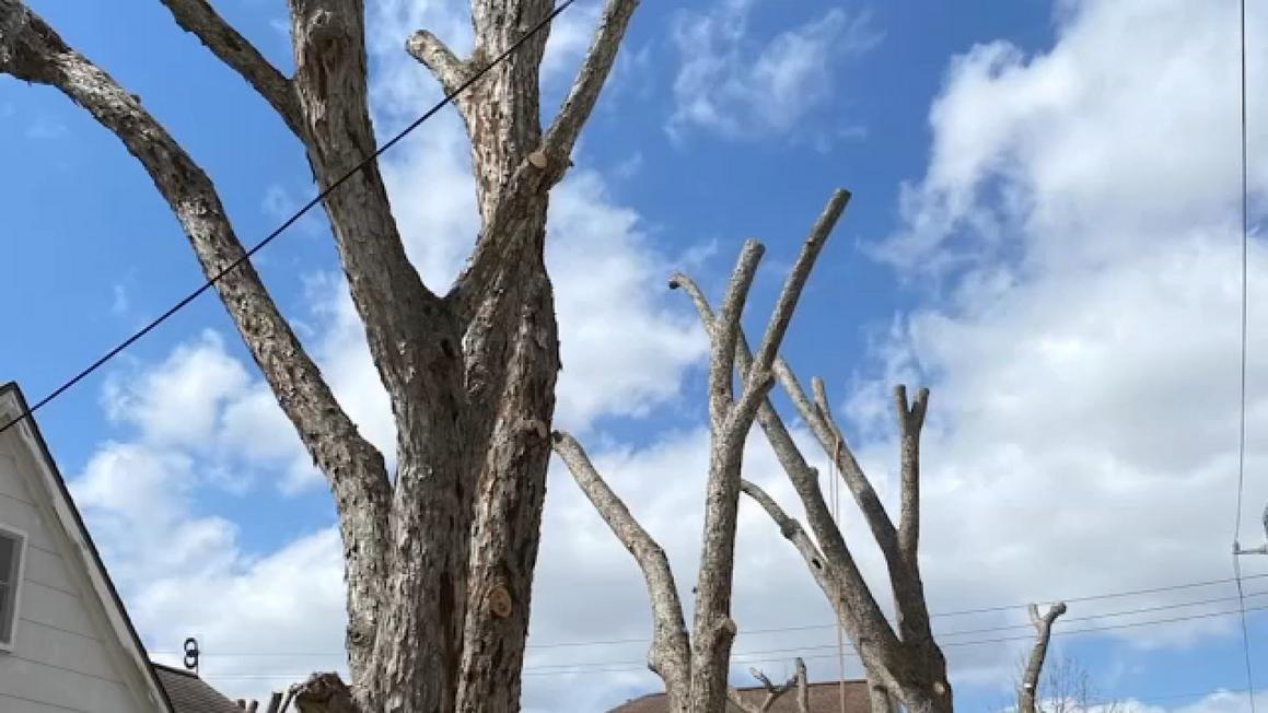 17298998 072525 ktrk tree trim fine sw img