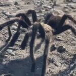 Nhện Tarantula Xuất Hiện Tại California Mùa Giao Phối