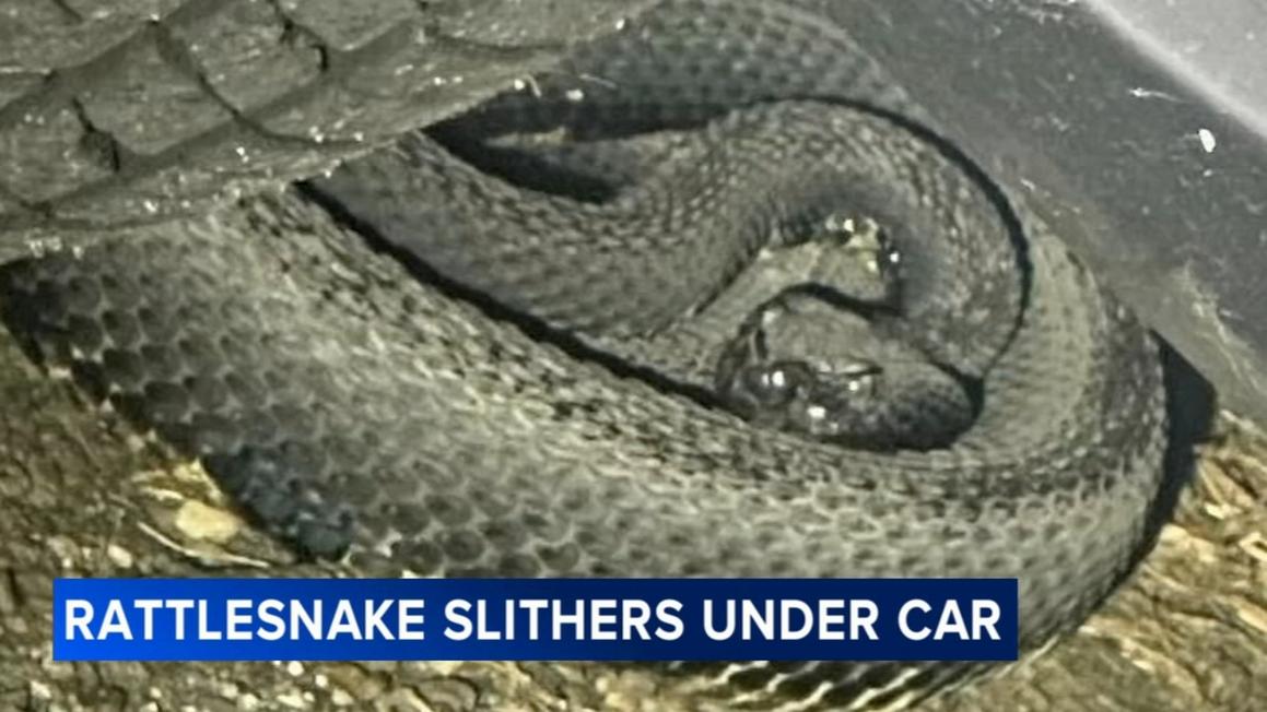 17369926 073025 wpvi rattlesnake under car 10pm CC vid