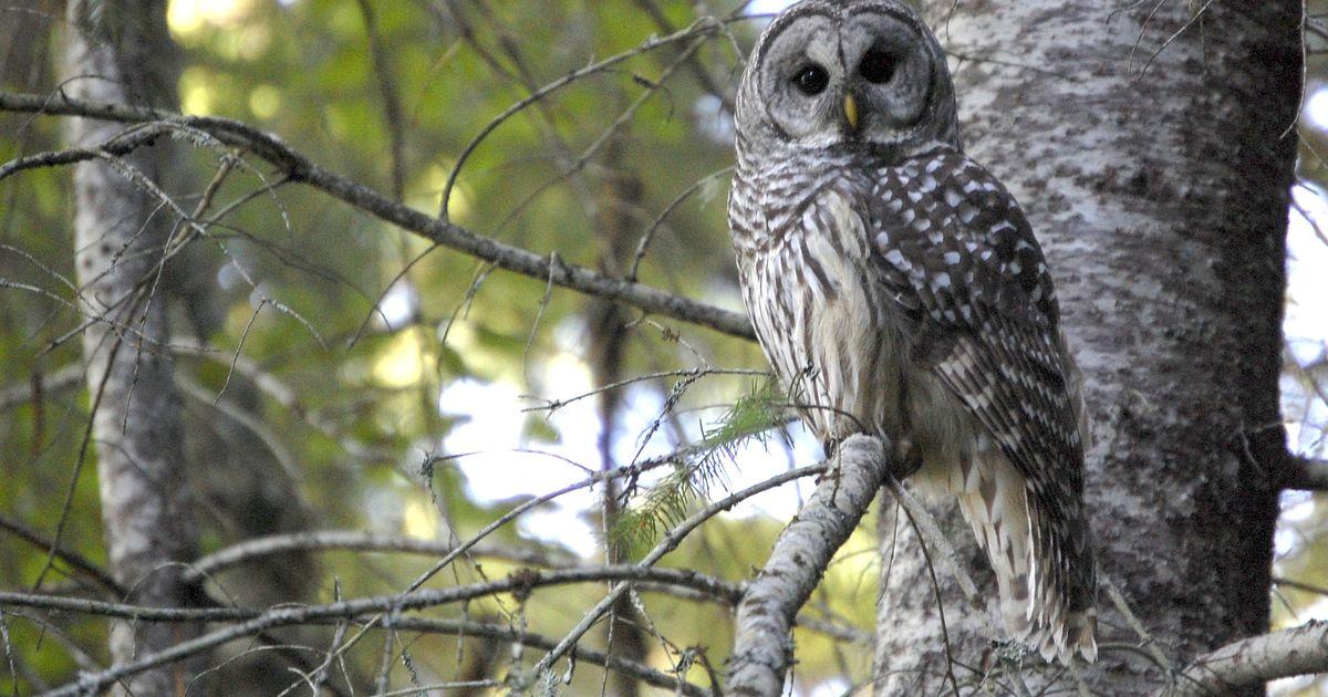 202507191904MCT PHOTO US NEWS ENV WESTCOAST OWLS DMT