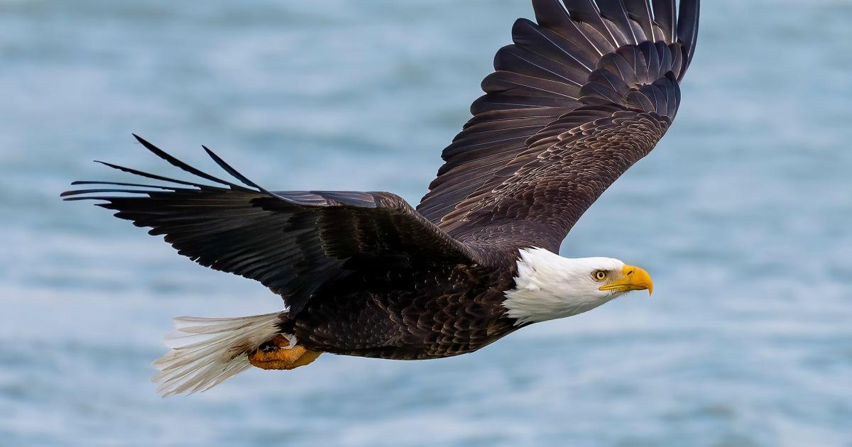 250714 bald eagle rs 93d9a5