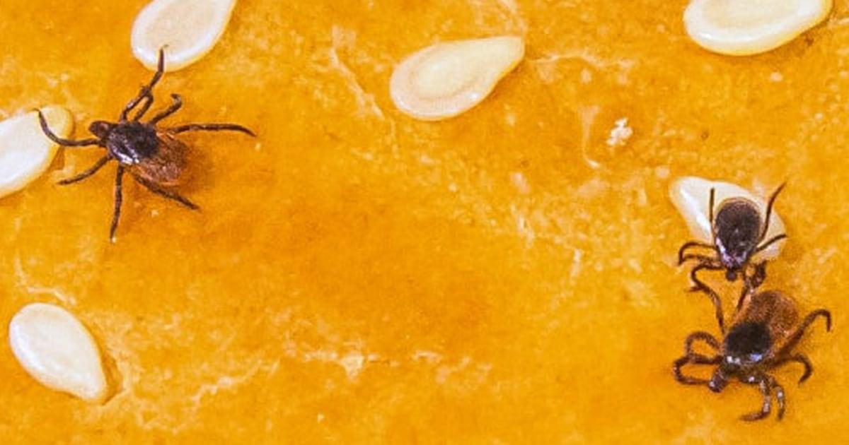 250717 Ixodes scapularis deer tick blacklegged ch 1223 b5804e 1
