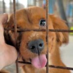 Lời kêu gọi nhận nuôi và chăm sóc thú cưng bị bỏ rơi tháng Tám