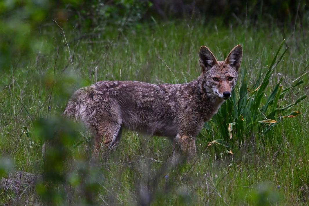 Mùa Coyote đến rồi! Làm sao để an toàn?