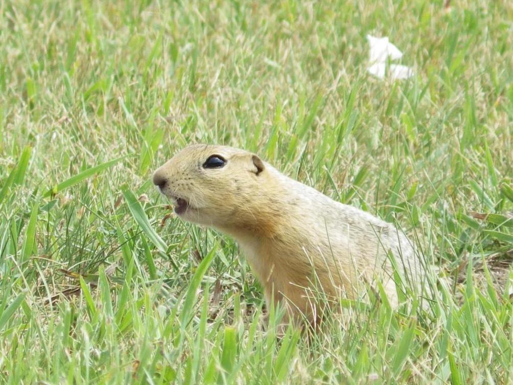 Ground Squirrels North Dakota 05519 1