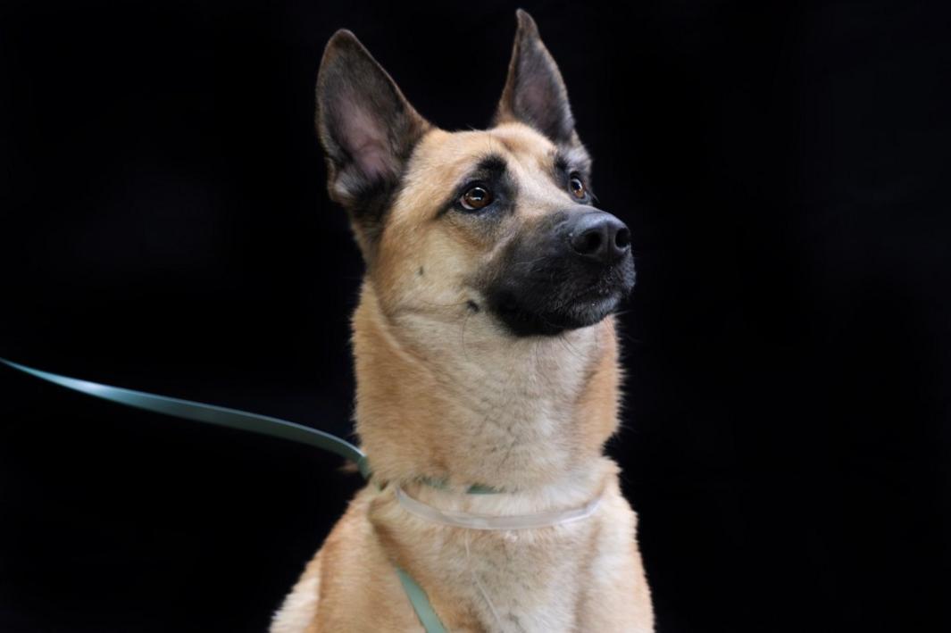 LDN L DENA DOGS 038 0630