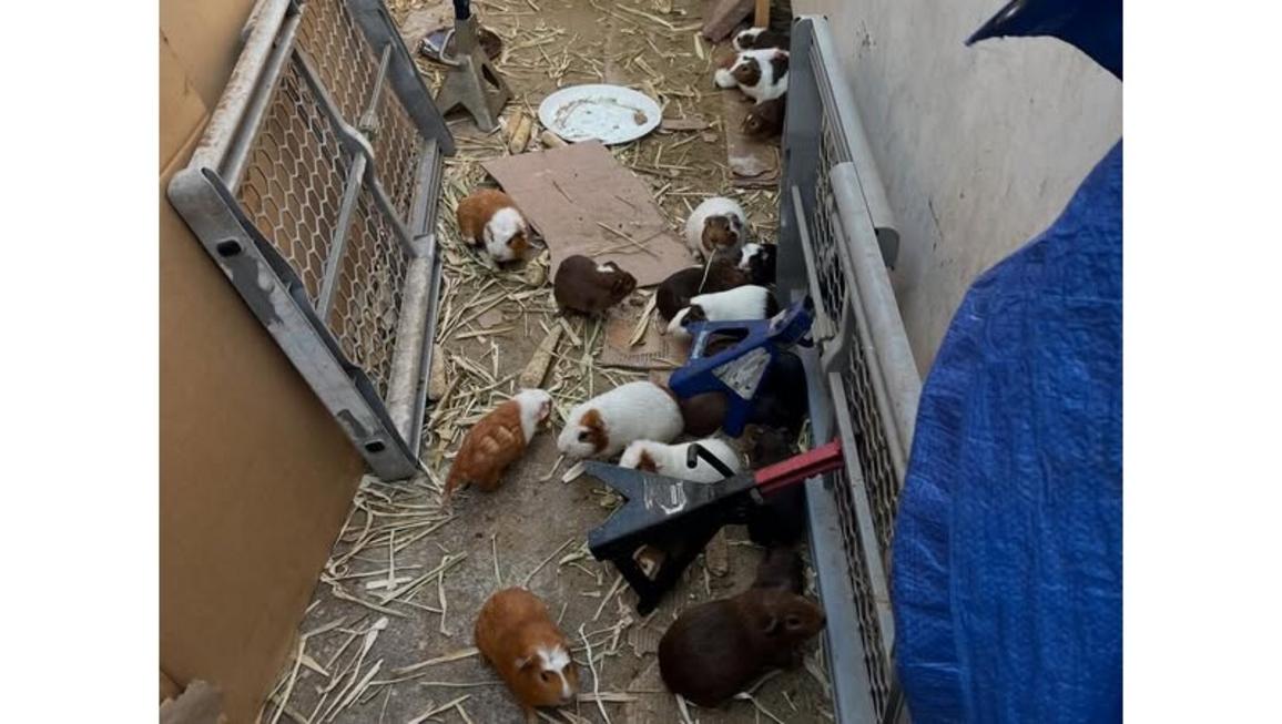 LDN Z GUINEA PIGS 1 16x9 1