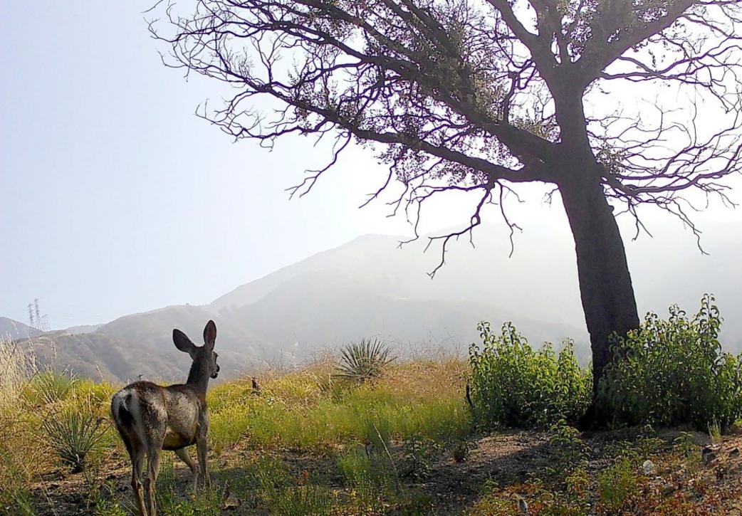PAS L WILDLIFE FIRES 0721 deer a b2640c