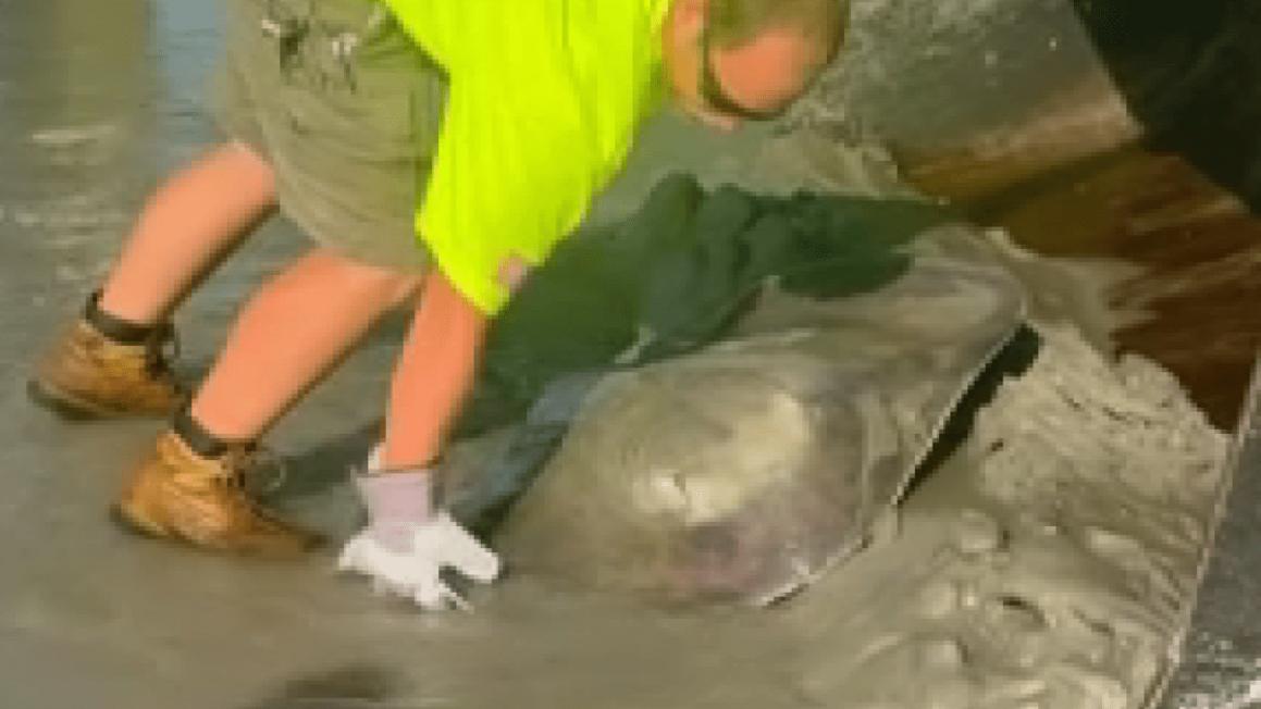 Stingray rescue e1753974061563