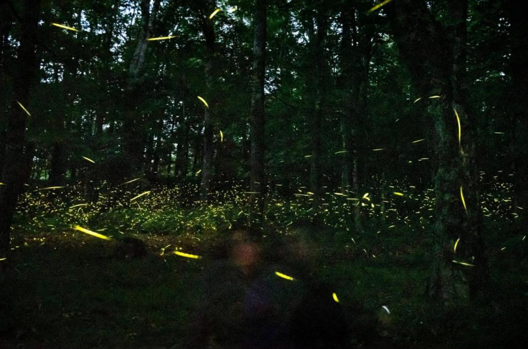 Summer Fireflies 82036