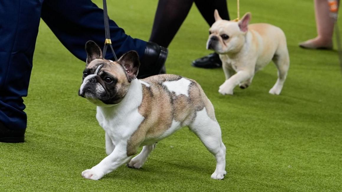 PETA kiện CLB chó giống Mỹ vì tiêu chuẩn chó бульдог Pháp