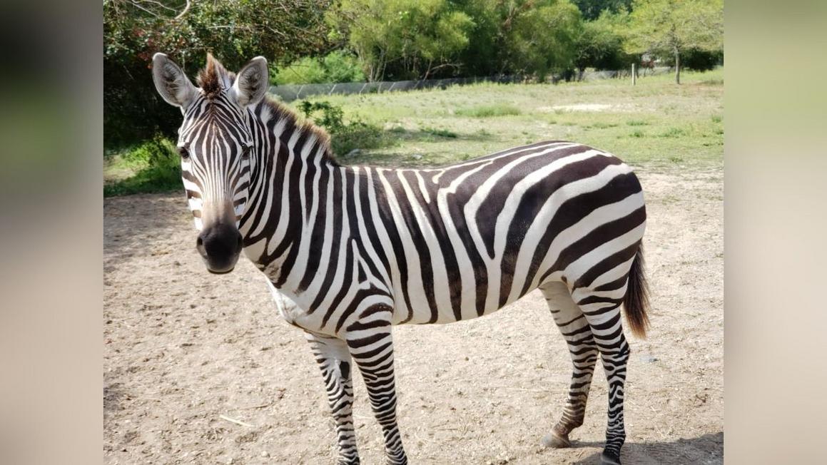 gretta the zebra