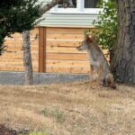 Cáo trên mái nhà: Dân Seattle ‘khốn khổ’ vì lũ cáo sống trên nóc nhà hàng xóm