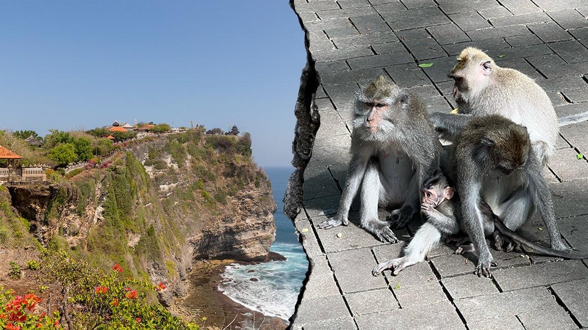 Khỉ “chạy cờ bạc” tại Đền thiêng ở Bali, du khách thất vọng vì mất điện thoại